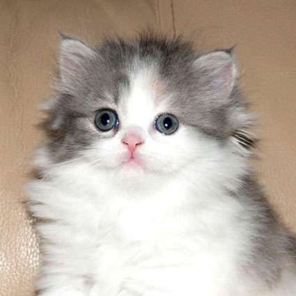 Шотландские котята Шотландские котята