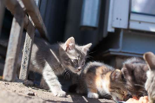 котята на выбор котята на выбор