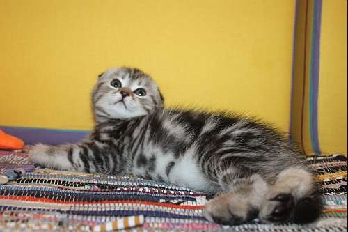 Шотландские вислоухие котята,котик Шотландские вислоухие котята,котик
