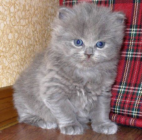 британские котята британские котята