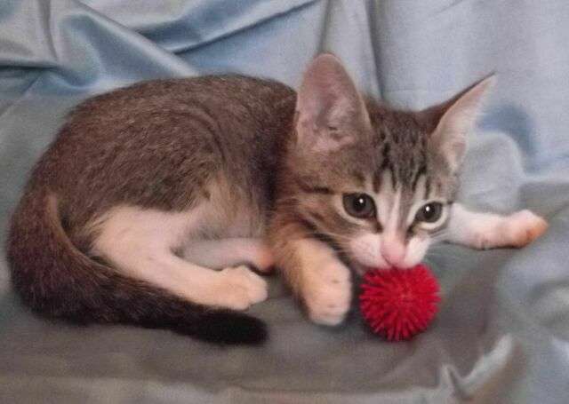 В дар котята, 2,5 мес. В дар котята, 2,5 мес.