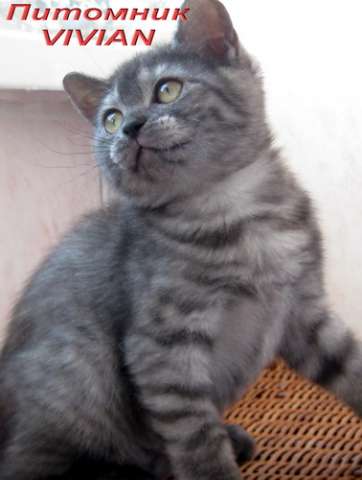 Британские котята из питомника VIVIAN. Британские котята из питомника VIVIAN.