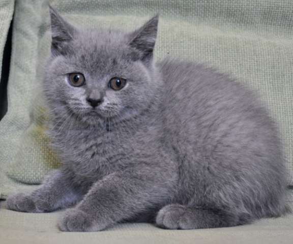 Плюшевая голубая кошечка 2 мес Плюшевая голубая кошечка 2 мес