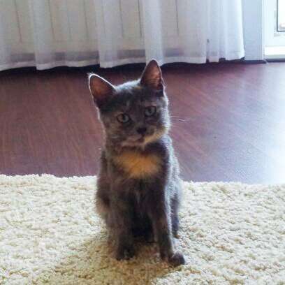 Самая умная котейка Самая умная котейка