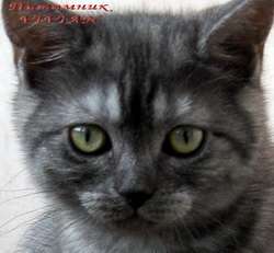 Британские котята из питомника VIVIAN. Британские котята из питомника VIVIAN.