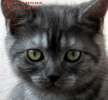  Британские котята из питомника VIVIAN.