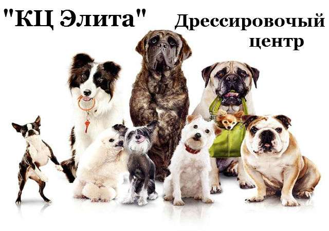 Передержка домашняя у кинолога. Все включено! Передержка домашняя у кинолога. Все включено!