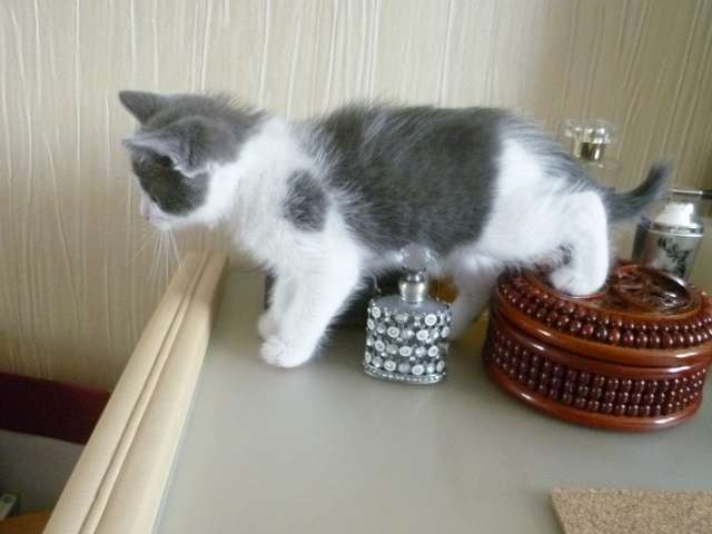 ПУШИСТЫЙ КОТИК ПУШИСТЫЙ КОТИК