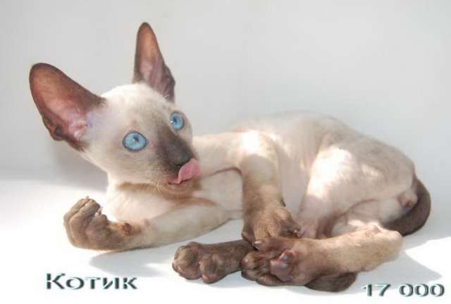 Корниш рекс - кудрявые котята. Корниш рекс - кудрявые котята.