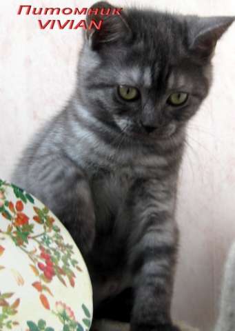 Британские дымные котята из питомнка VIVIAN. Британские дымные котята из питомнка VIVIAN.