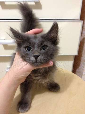 Котёнок ищет дом Котёнок ищет дом