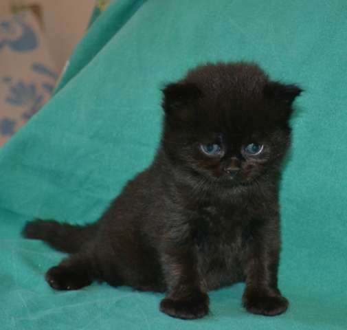 модный черный котенок