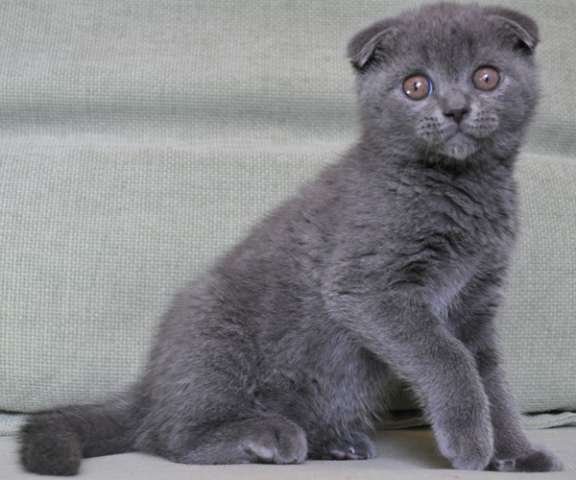 Шотландский голубой вислоухий котик 2 мес. Шотландский голубой вислоухий котик 2 мес.