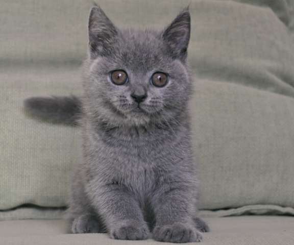 Плюшевая голубая кошечка 2 мес. Плюшевая голубая кошечка 2 мес.