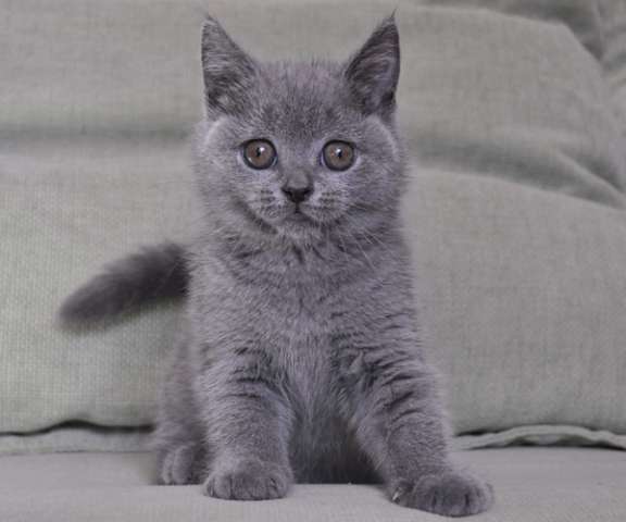 Плюшевая голубая кошечка 2 мес. Плюшевая голубая кошечка 2 мес.