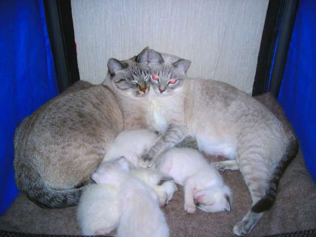 Продам тайских котят Продам тайских котят