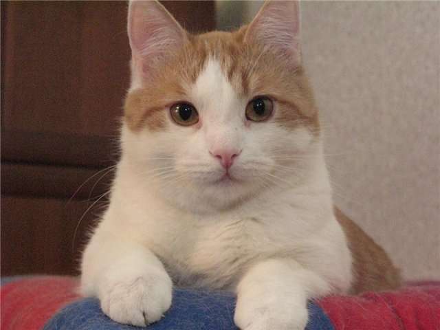 Замурчательный кот Кузька в добрые руки Замурчательный кот Кузька в добрые руки