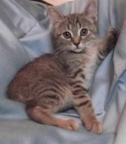 В дар котята, 2,5 мес. В дар котята, 2,5 мес.