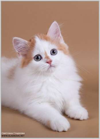 Шотландские вислоухие котята Шотландские вислоухие котята