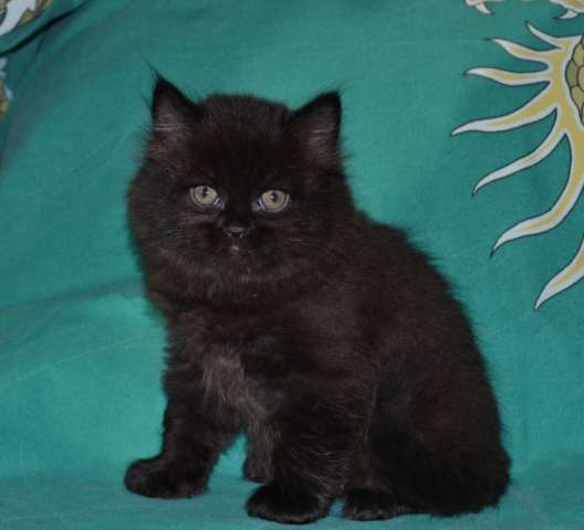 черный котенок шоу класса черный котенок шоу класса