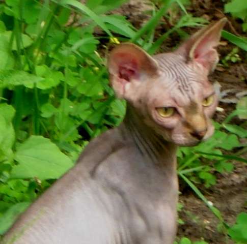 Канадские сфинксы,котята Канадские сфинксы,котята