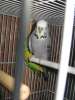 Чехи-выставочные волнистые попугаи