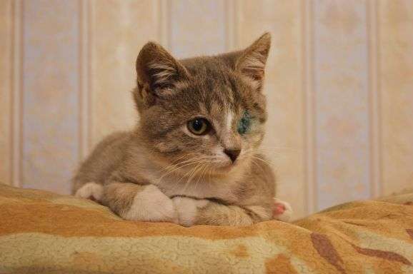 Серебристый комочек нежности-котенок 3 мес в дар Серебристый комочек нежности-котенок 3 мес в дар