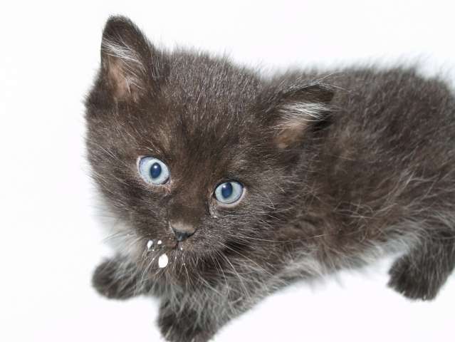 Черный котенок Черный котенок
