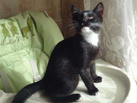 Котенок в дар Котенок в дар