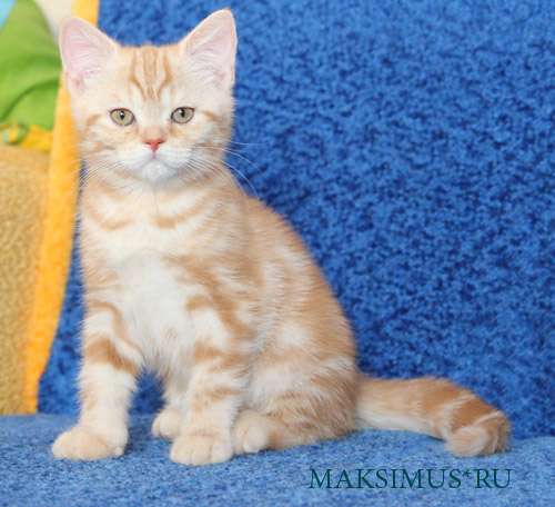 Британские котята из питомника MAKSIMUS Британские котята из питомника MAKSIMUS