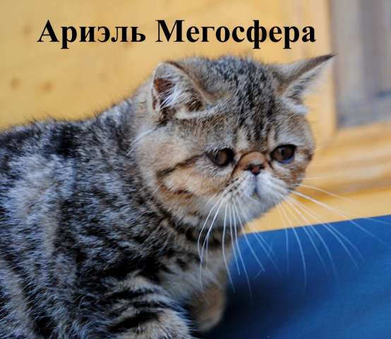 Мраморная экзотическая кошечка