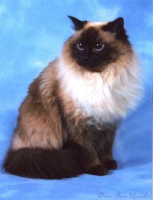 Невские маскарадные котята Невские маскарадные котята