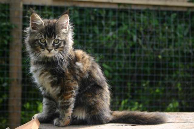 Мейн-куна шикарные котята Мейн-куна шикарные котята