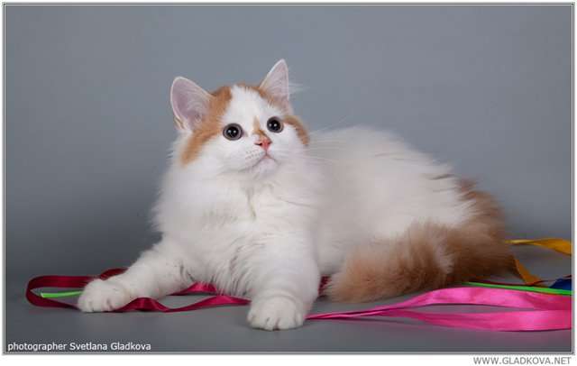 Шотландские вислоухие котята Шотландские вислоухие котята