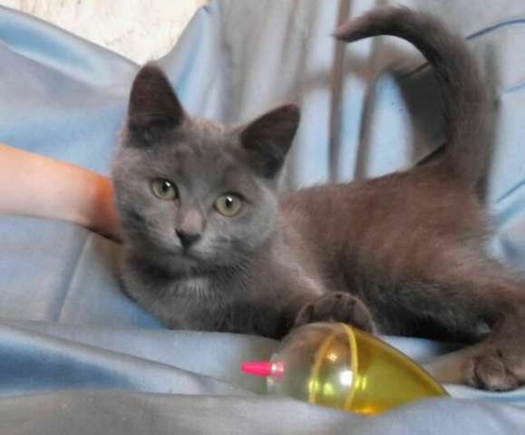 В дар голубые котята, 3 мес. В дар голубые котята, 3 мес.