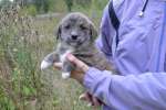 Восемь очаровательных комочков счастья! Щенки 1 месяц в дар! 