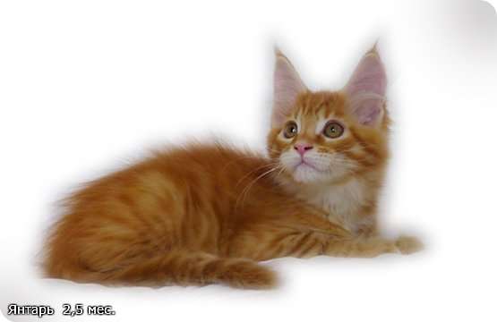 Котята Мейн-кунята Котята Мейн-кунята