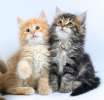 Сибирские и невские маскарадные котята