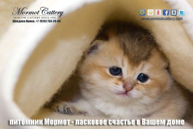 британские котята шоу качества британские котята шоу качества