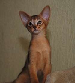 Элитный Абиссинский котёнок Элитный Абиссинский котёнок