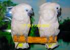 Белохохлый какаду (Cacatua alba) ручные птенцы из питомника