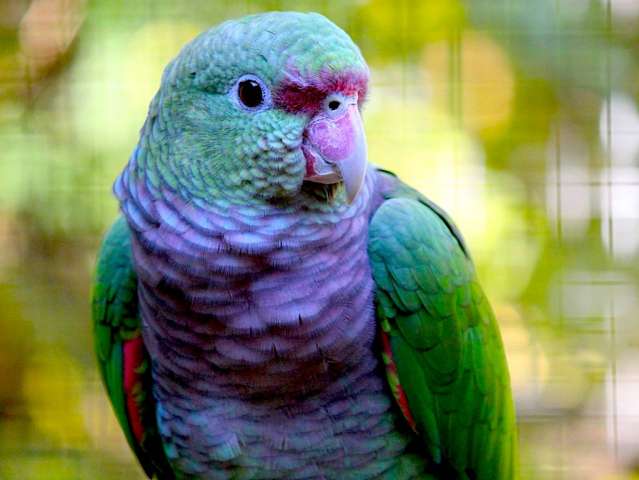 Винногрудый амазон (Amazona vinacea) птенцы из питомника Винногрудый амазон (Amazona vinacea) птенцы из питомника
