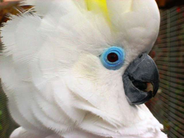 Синеочковый какаду (Cacatua ophthalmica) ручные птенцы из питомника Синеочковый какаду (Cacatua ophthalmica) ручные птенцы из питомника