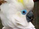 Синеочковый какаду (Cacatua ophthalmica) ручные птенцы из питомника