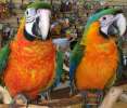 Каталина (гибрид попугаев ара) - птенцы выкормыши из питомника