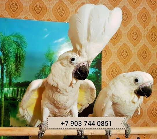 Белохохлый какаду (Cacatua alba) - ручные птенцы из питомника Белохохлый какаду (Cacatua alba) - ручные птенцы из питомника