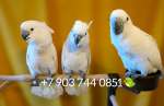 Белохохлый какаду (Cacatua alba)  ручные птенцы из питомника