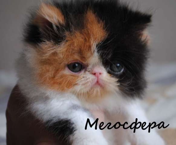Персидские котята Персидские котята