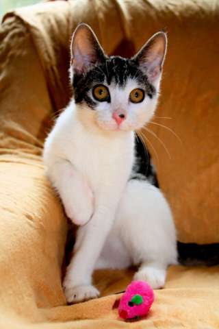 Кошечка котенок Ева, 4 месяца, ищет добрых, заботливых хозяев! Кошечка котенок Ева, 4 месяца, ищет добрых, заботливых хозяев!