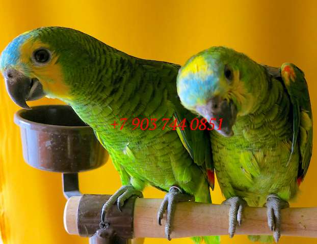 Синелобый амазон (Amazona aestiva aestiva) - ручные птенцы из питомника Синелобый амазон (Amazona aestiva aestiva) - ручные птенцы из питомника